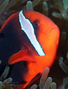 Philippines 2023 - Anilao - DSC06839 Tomato anemonefish (female) Poisson-clown rouge  Amphiprion frenatus